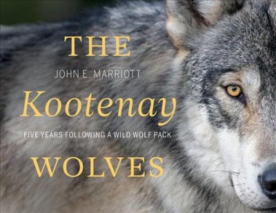 The Kootenay wolves : five years following a wild wolf pack / John E. Marriott.